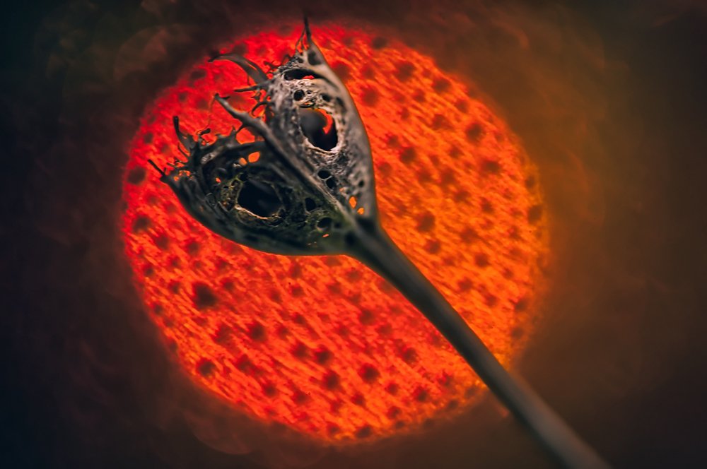 Photograph by Тараненко Анжелика