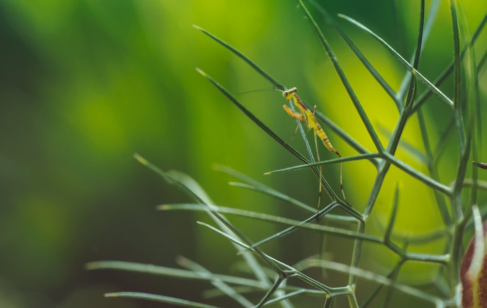 Photograph by Тараненко Анжелика