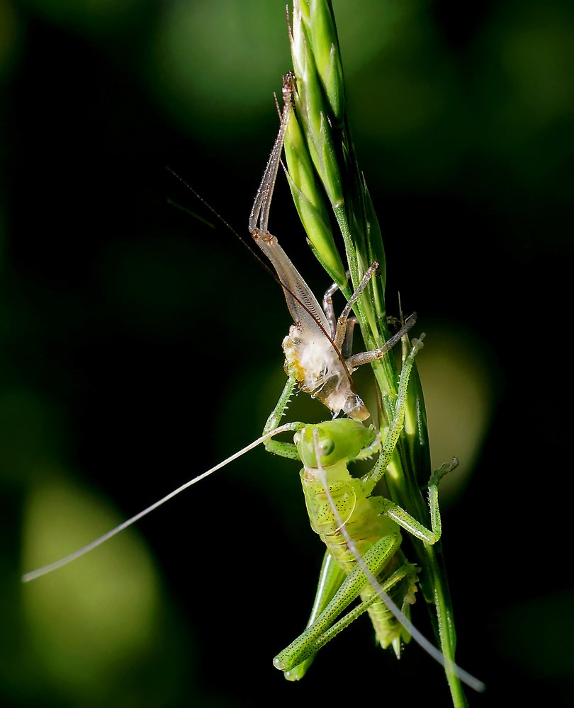 Sauterelle et sa mue.