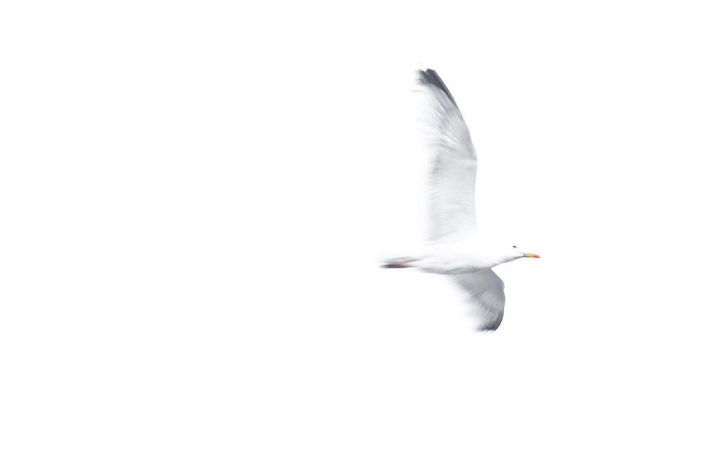 White Seagull