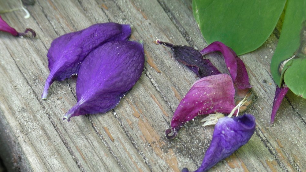 Картина из цветов