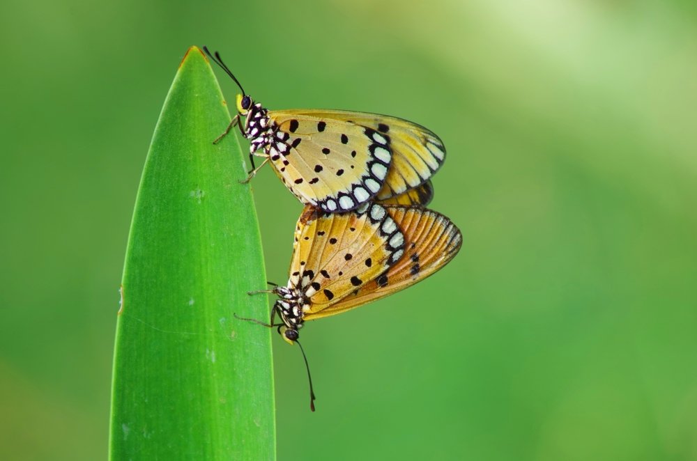 Фотография автора Darshan M. Trivedi