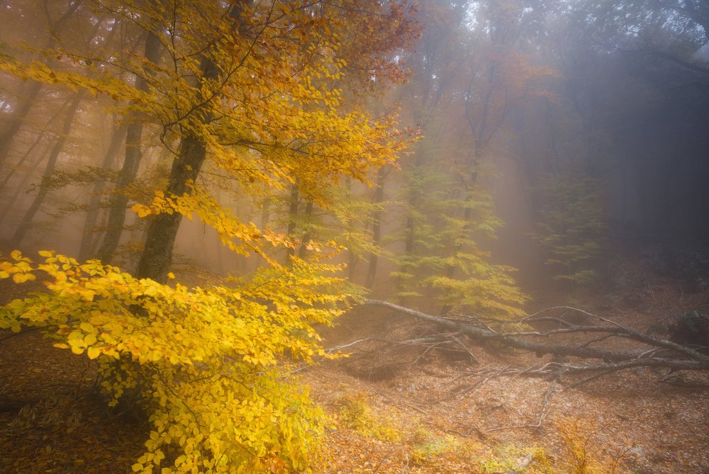 "В золото одетые леса"