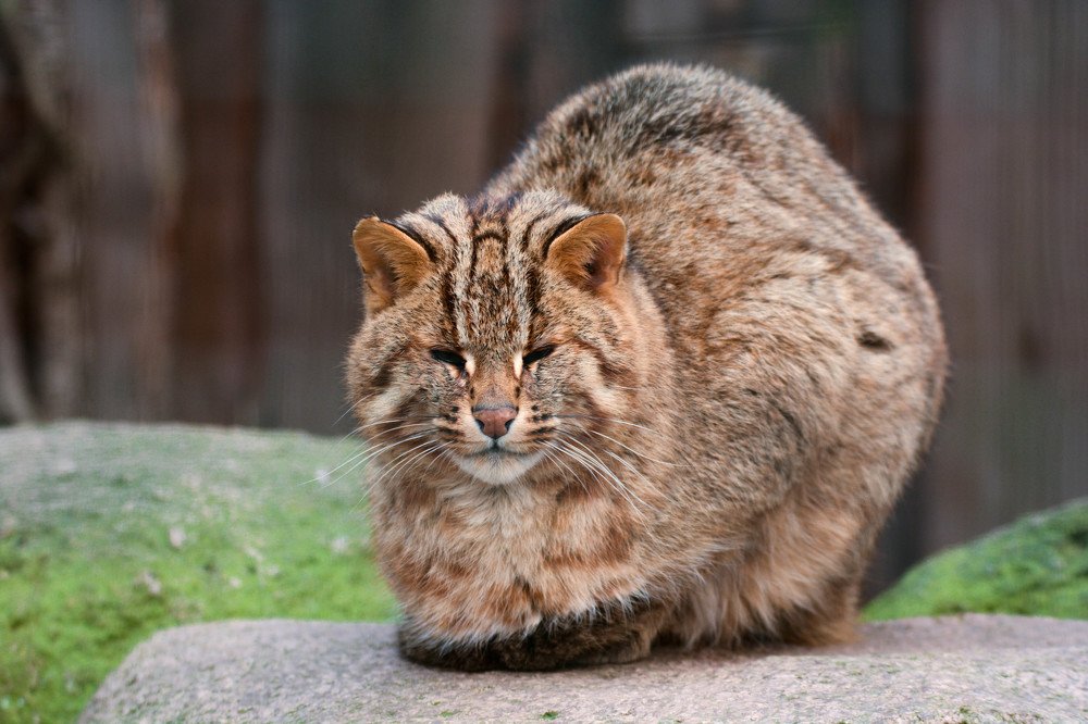 Дикий амурский кот