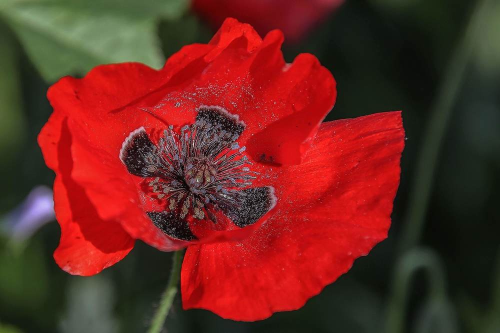 Photograph by Galina Rashap