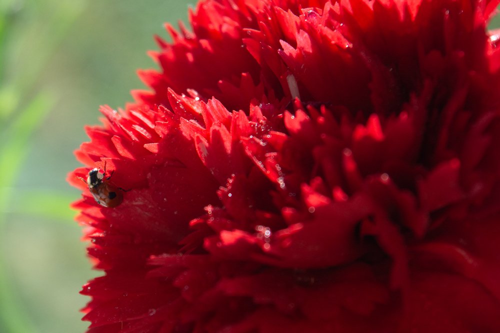 Photograph by Ольга Снадина