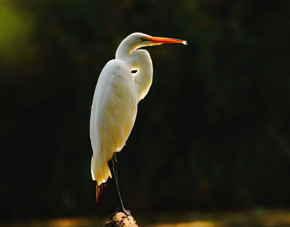 Photograph by JAMES BAILEY