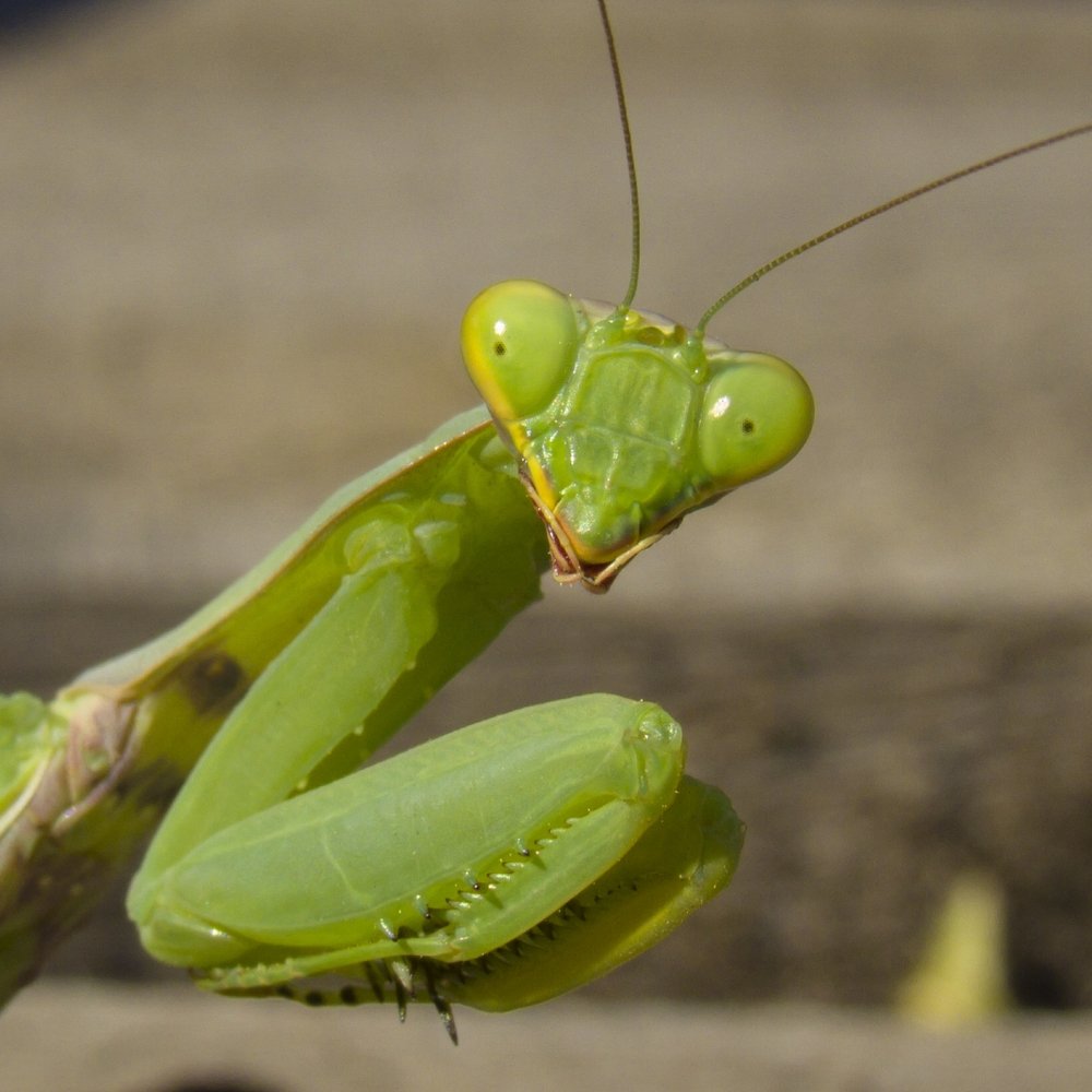 Photograph by Иван Доможирский