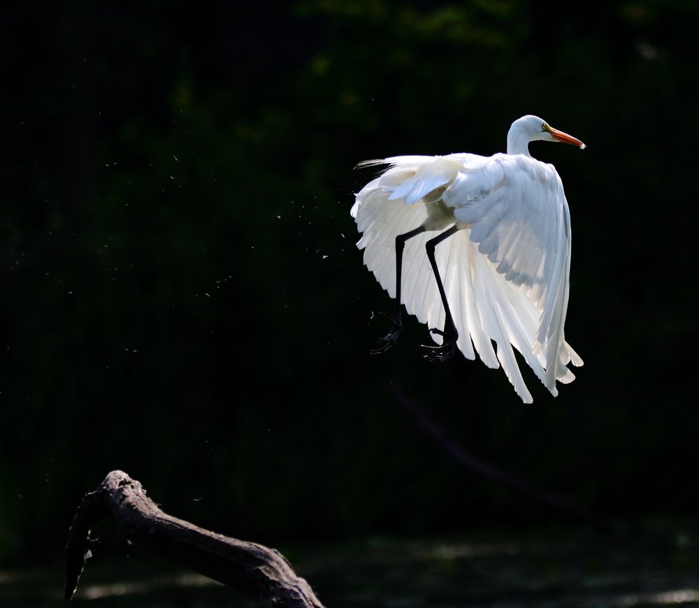 Photograph by JAMES BAILEY