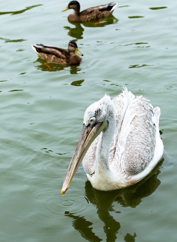 Семья пеликанов