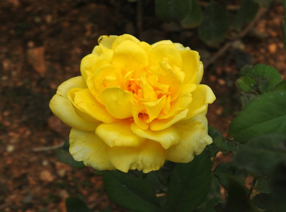 Фотография автора Sourav Mookherjee