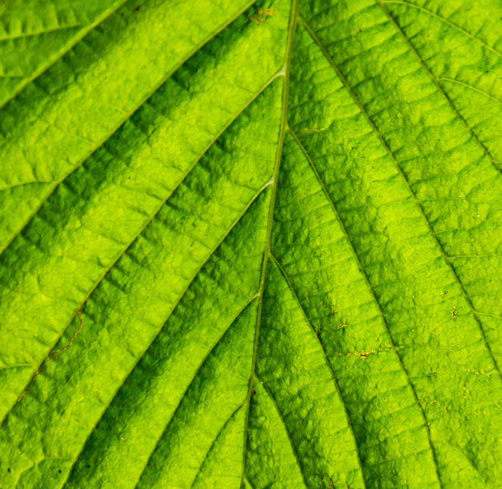 Photograph by Saulius Mikalauskas