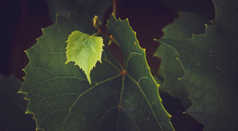 Photograph by Saulius Mikalauskas