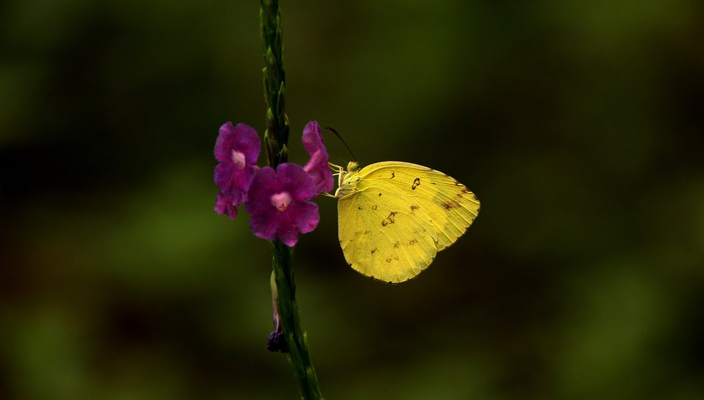 Фотография автора Sourav Mookherjee