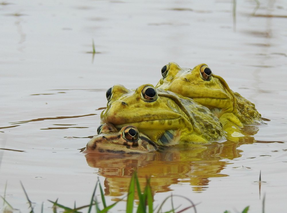 Фотография автора Sourav Mookherjee