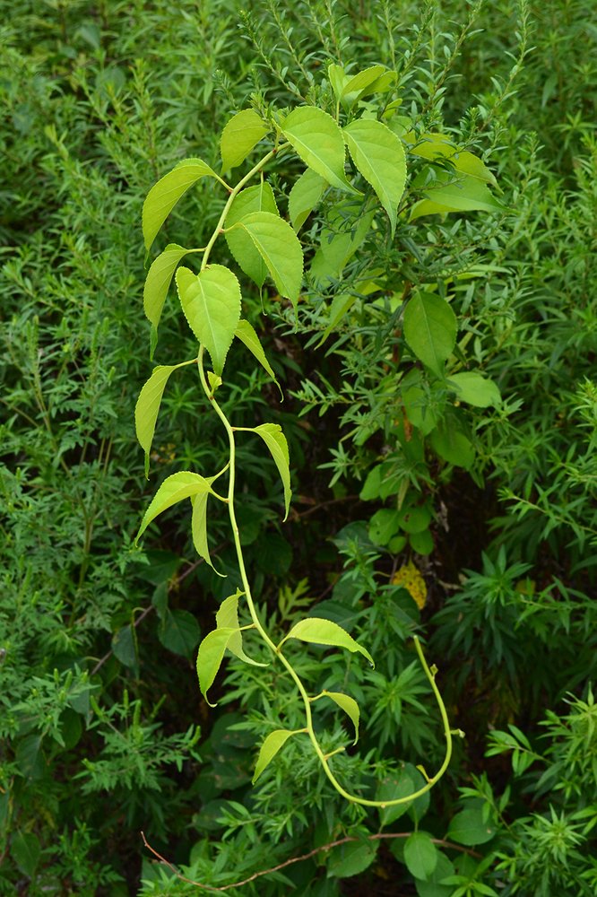 Photograph by Андрей Савицкий