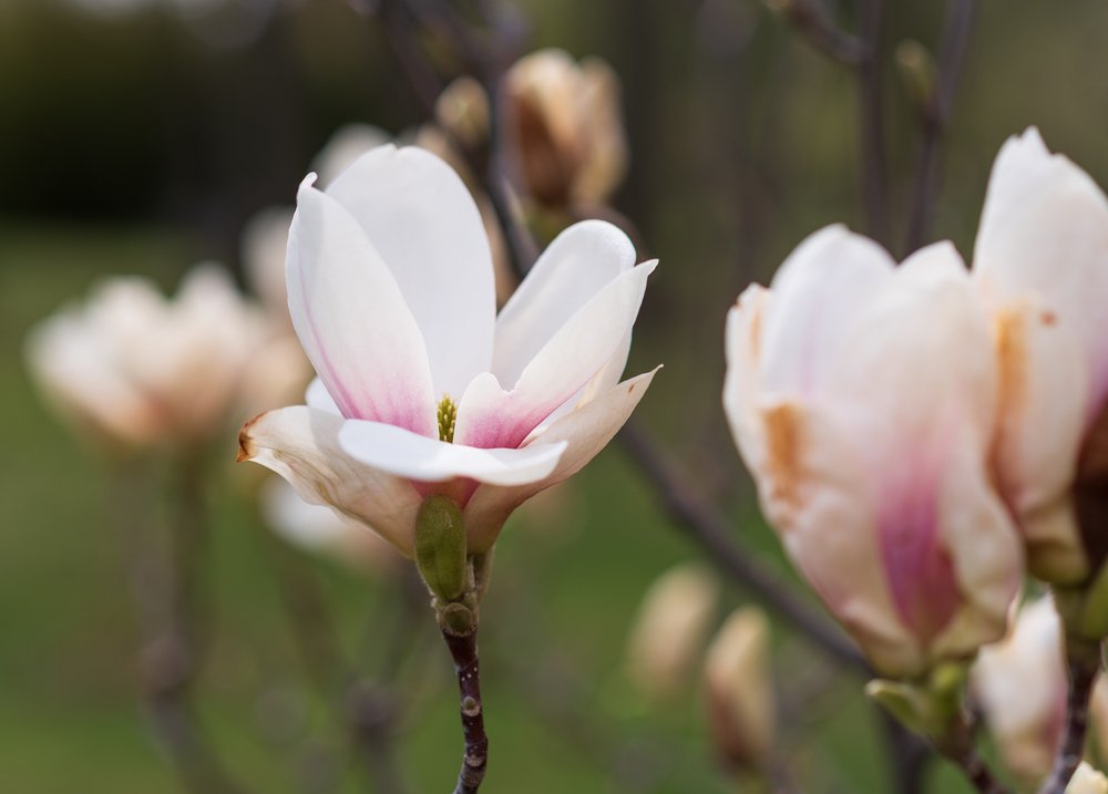 Photograph by Anna Doncila