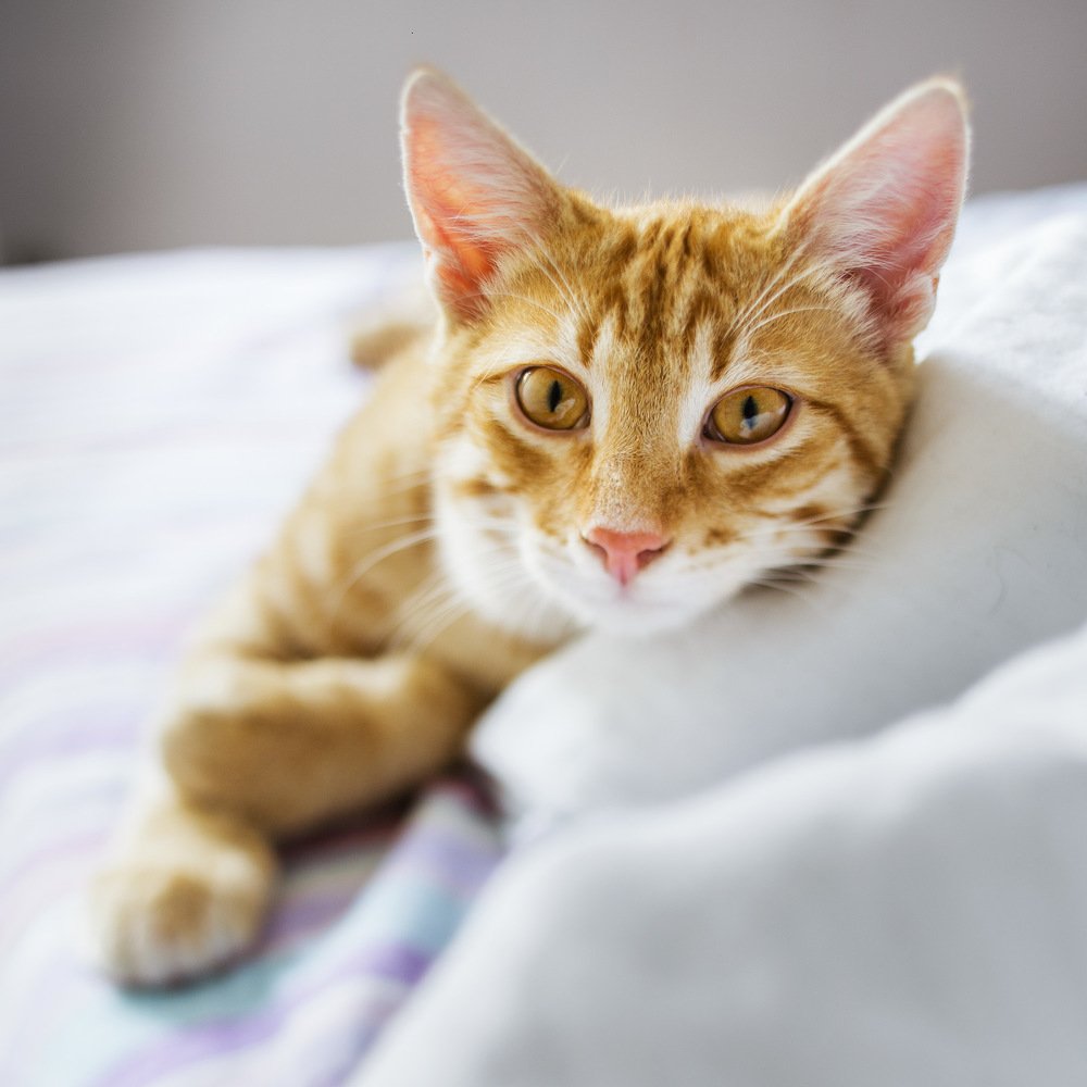 Photograph by Покровская Екатерина