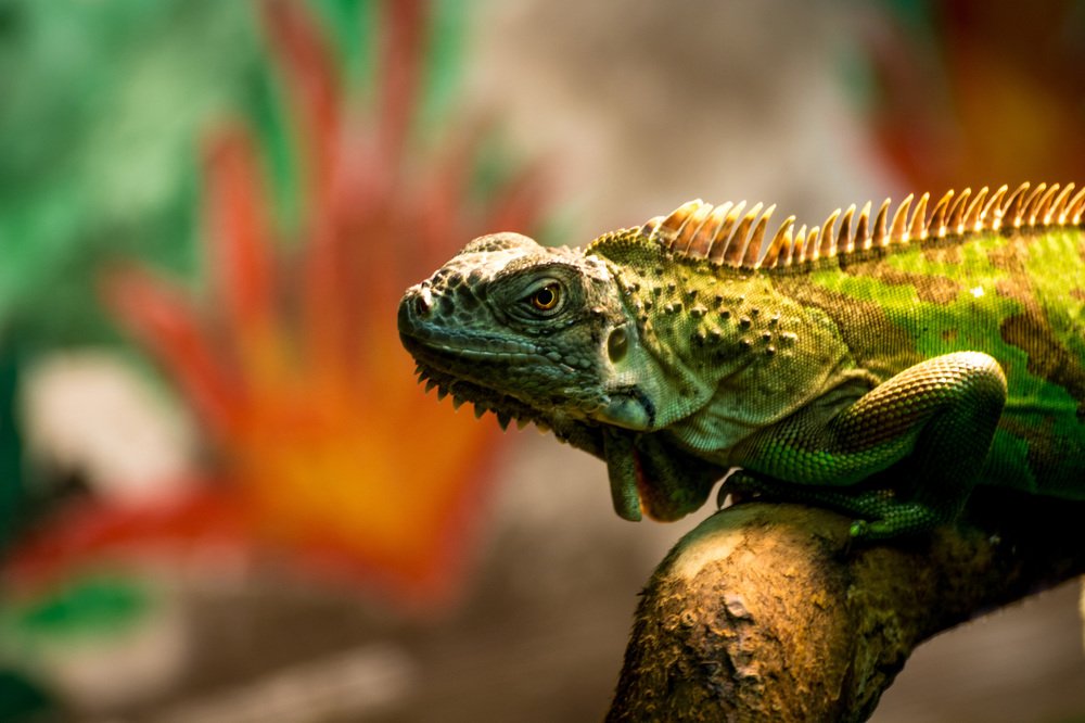 Игуана