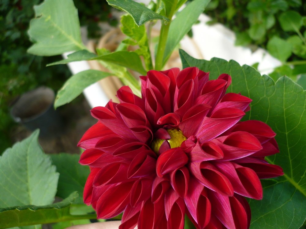 Photograph by Александр Афанасьев