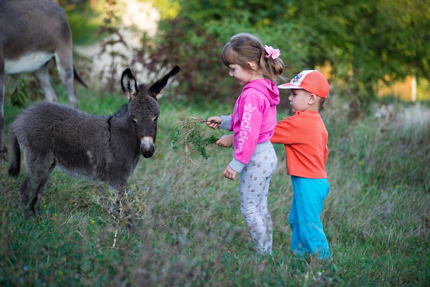 Photo #3596774
