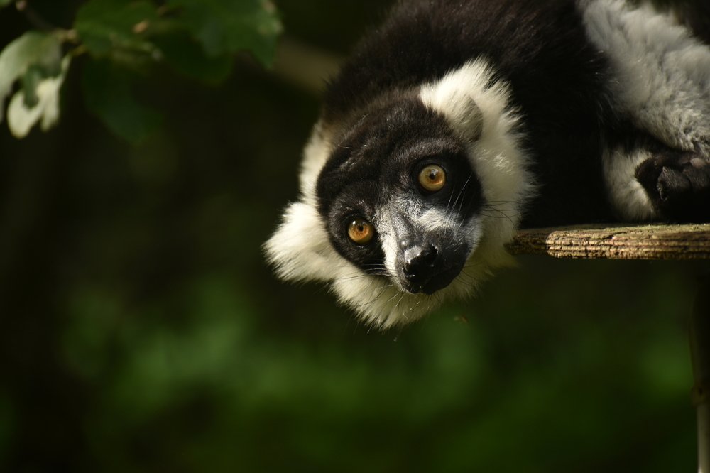 Lemur on a branch of a tree