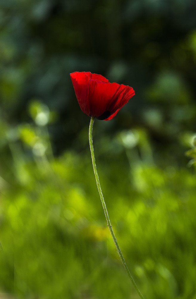 Фотография автора ziba alirezaei58