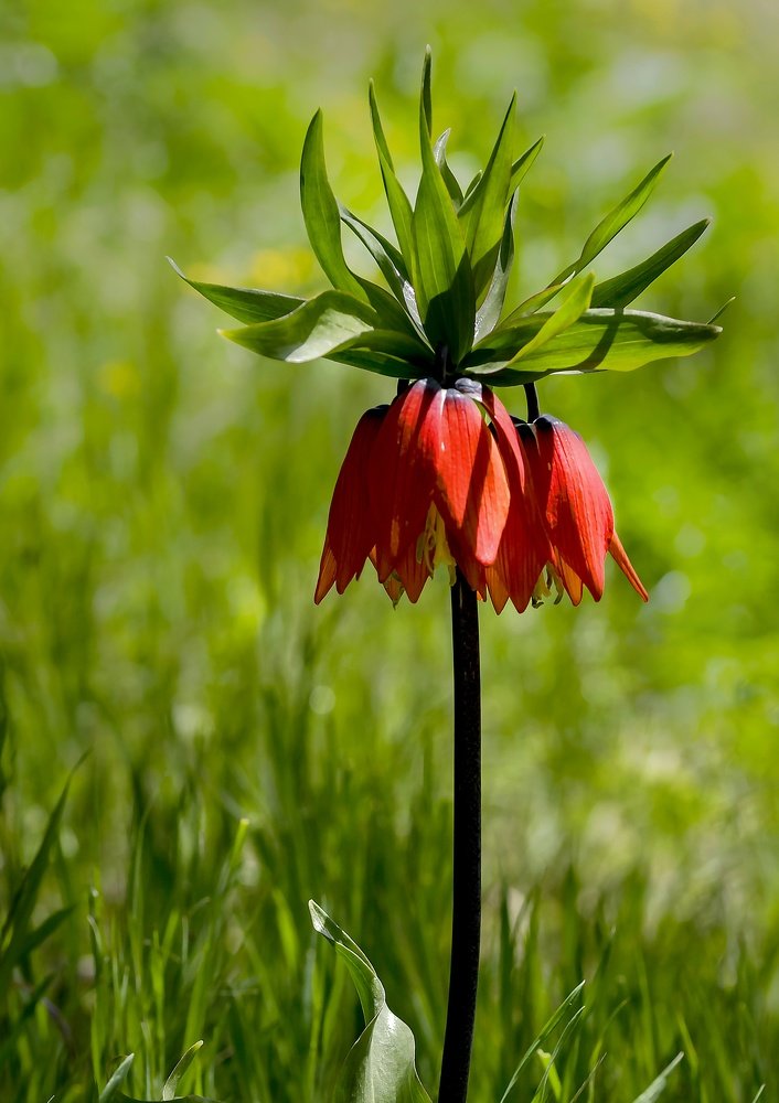 Фотография автора ziba alirezaei58