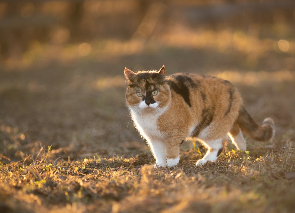 Photograph by Татьяна Пименкова