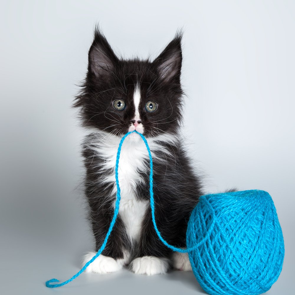 Котенок и клубок ниток