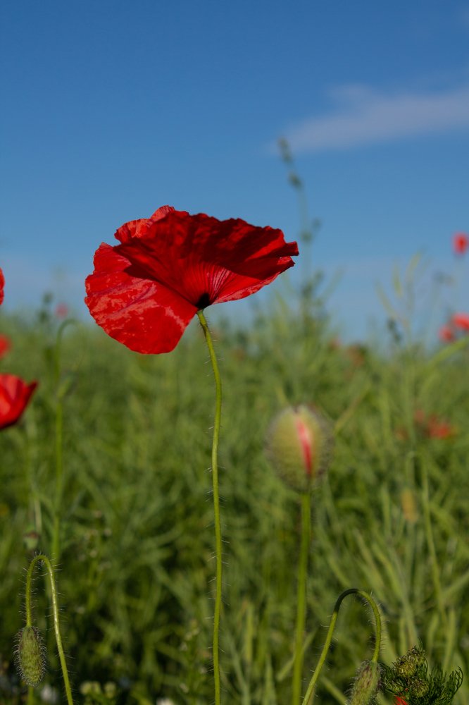 Photograph by Nadezda Sarap