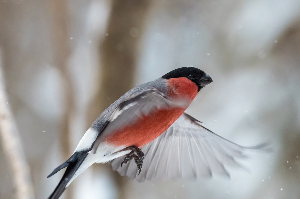 Полет снегиря