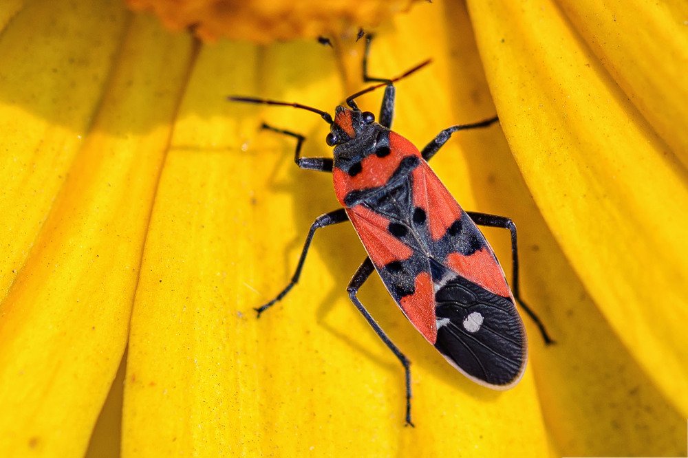 Клоп солдатик.