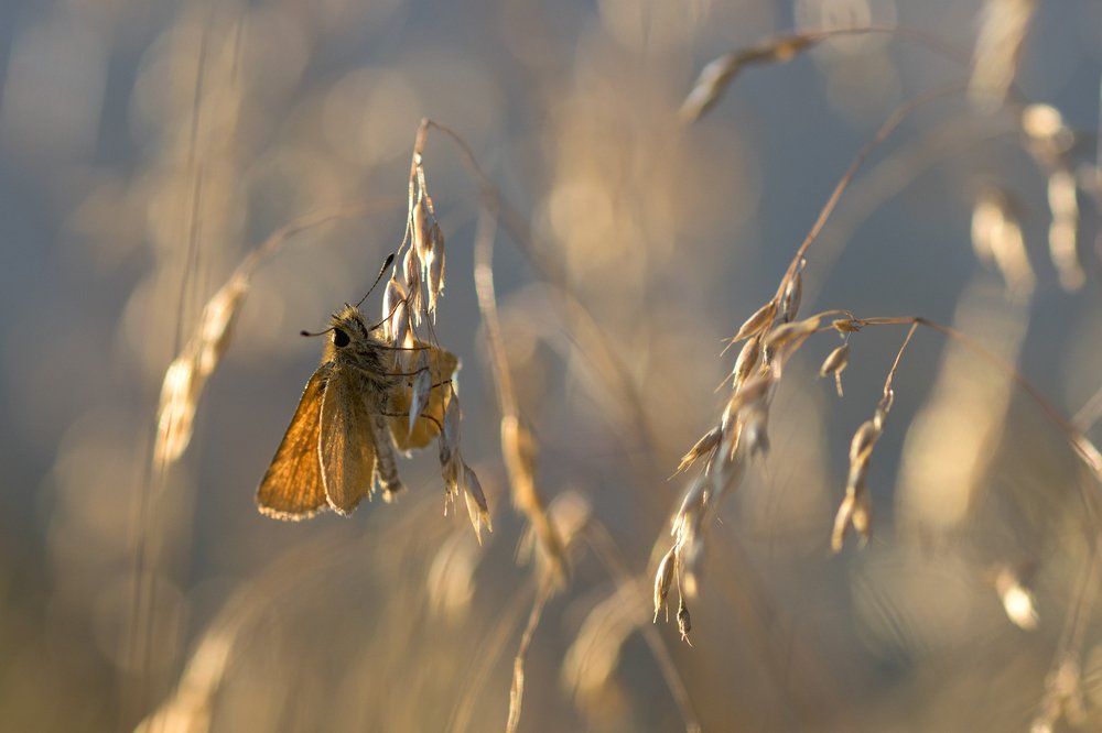 Photograph by Светлана Давыдова