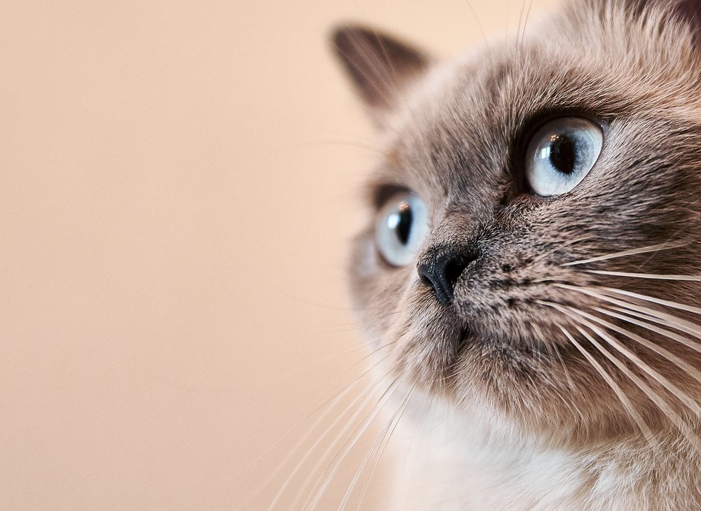 Photograph by Екатерина Коломыцева