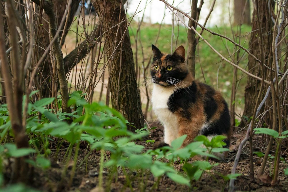 Трёхцветная кошка Пеструша