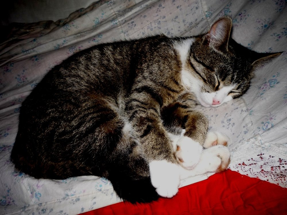 Photo #3597406