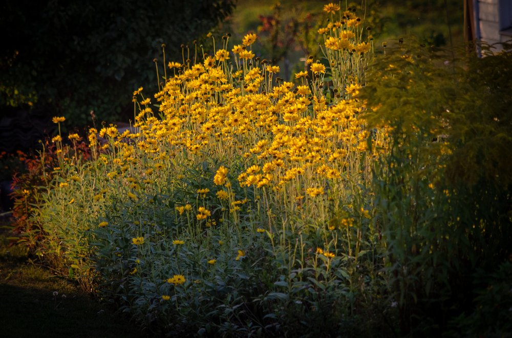 Фотография автора Muhammad Haris