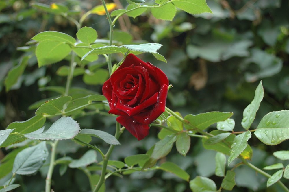 Photograph by Ирина Марченко