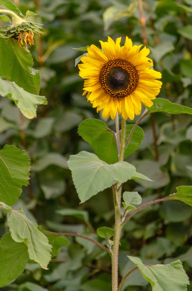 Фотография автора Muhammad Haris