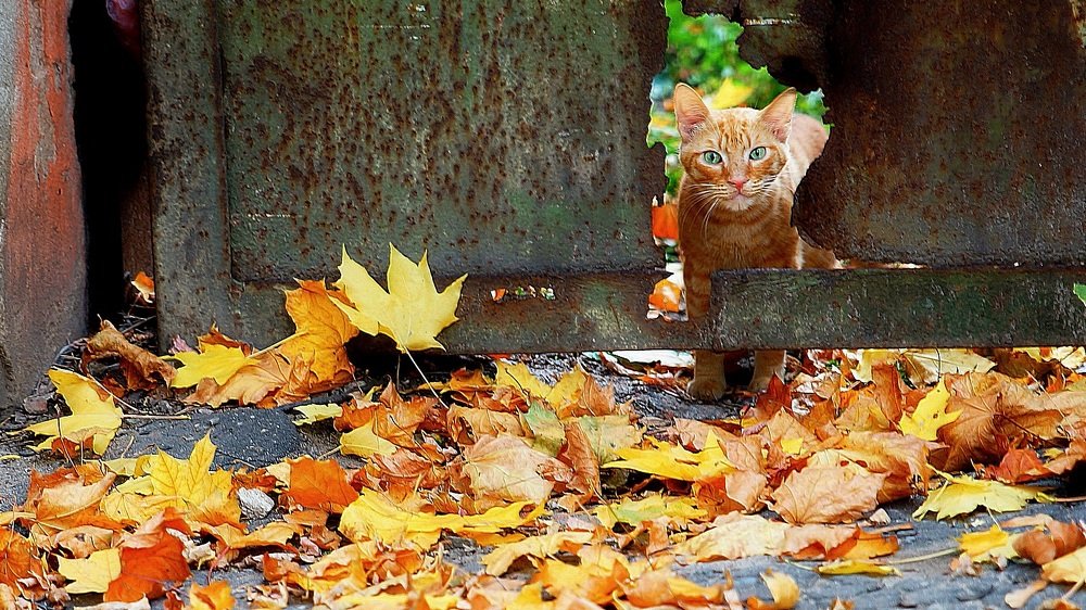 СДЕЛАТЬ ШАГ..