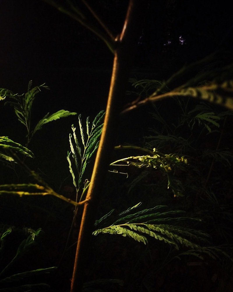 Leaf