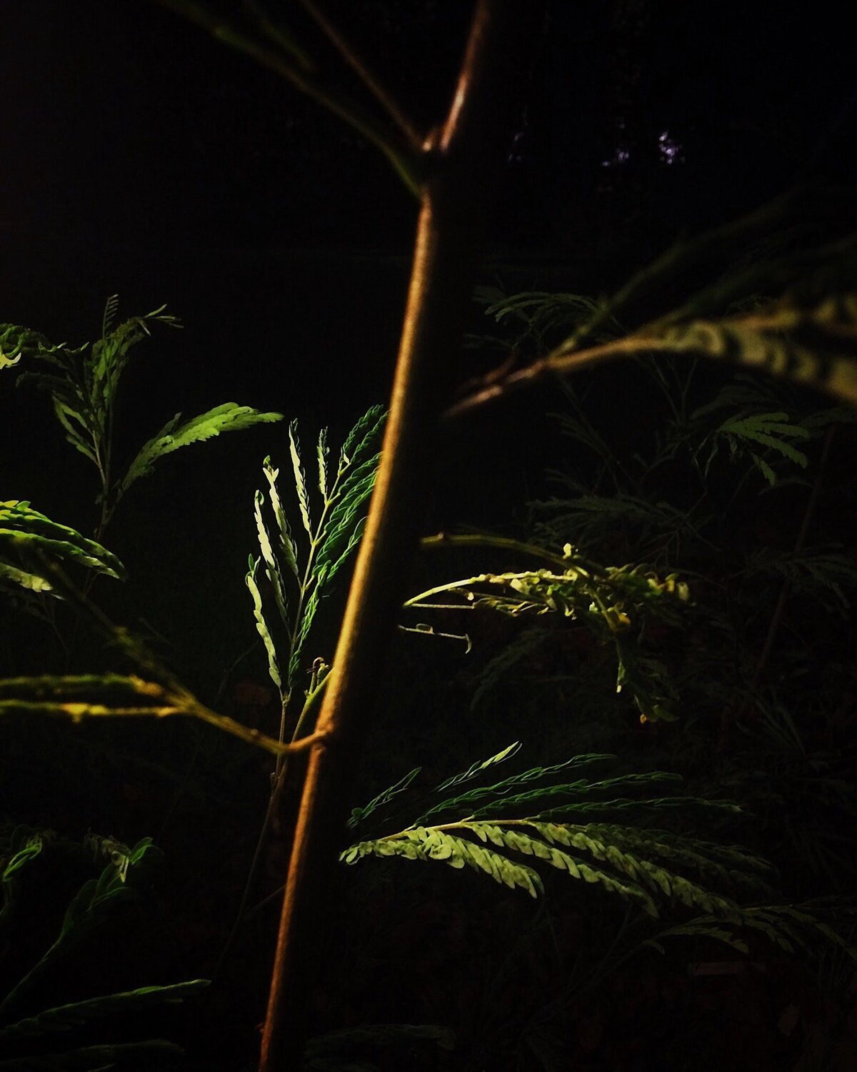 Leaf