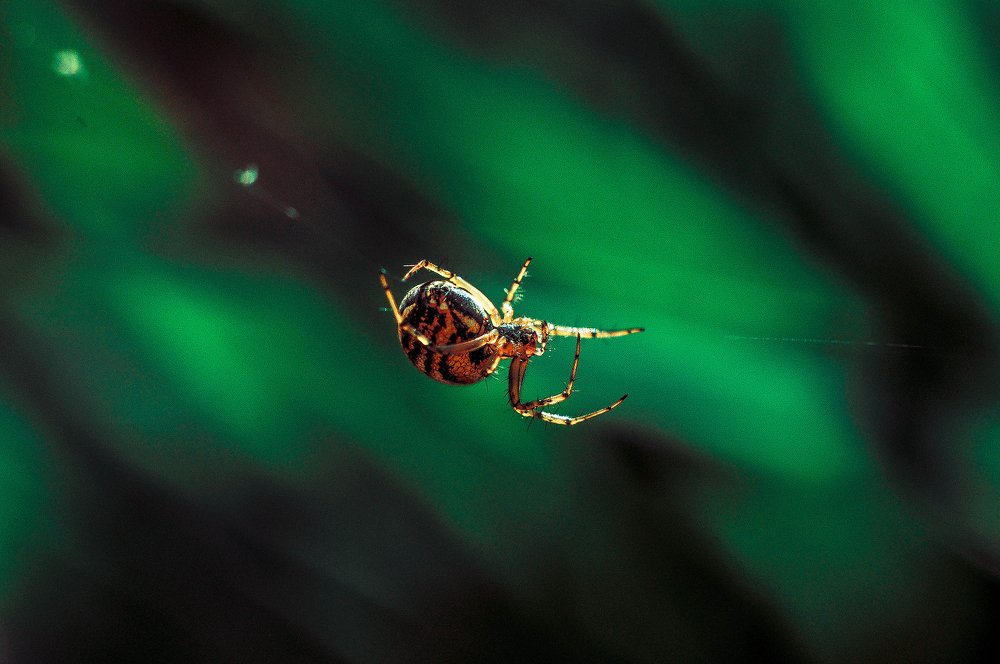 Photograph by Олеся zme