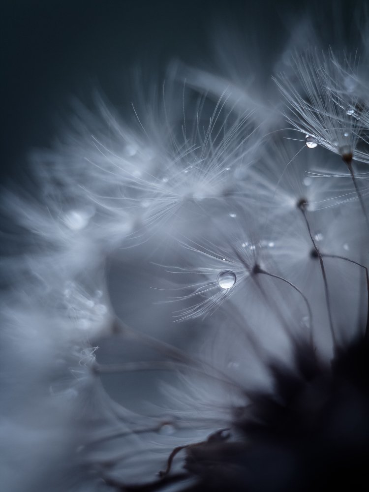 Сказочный одуванчиковый лес