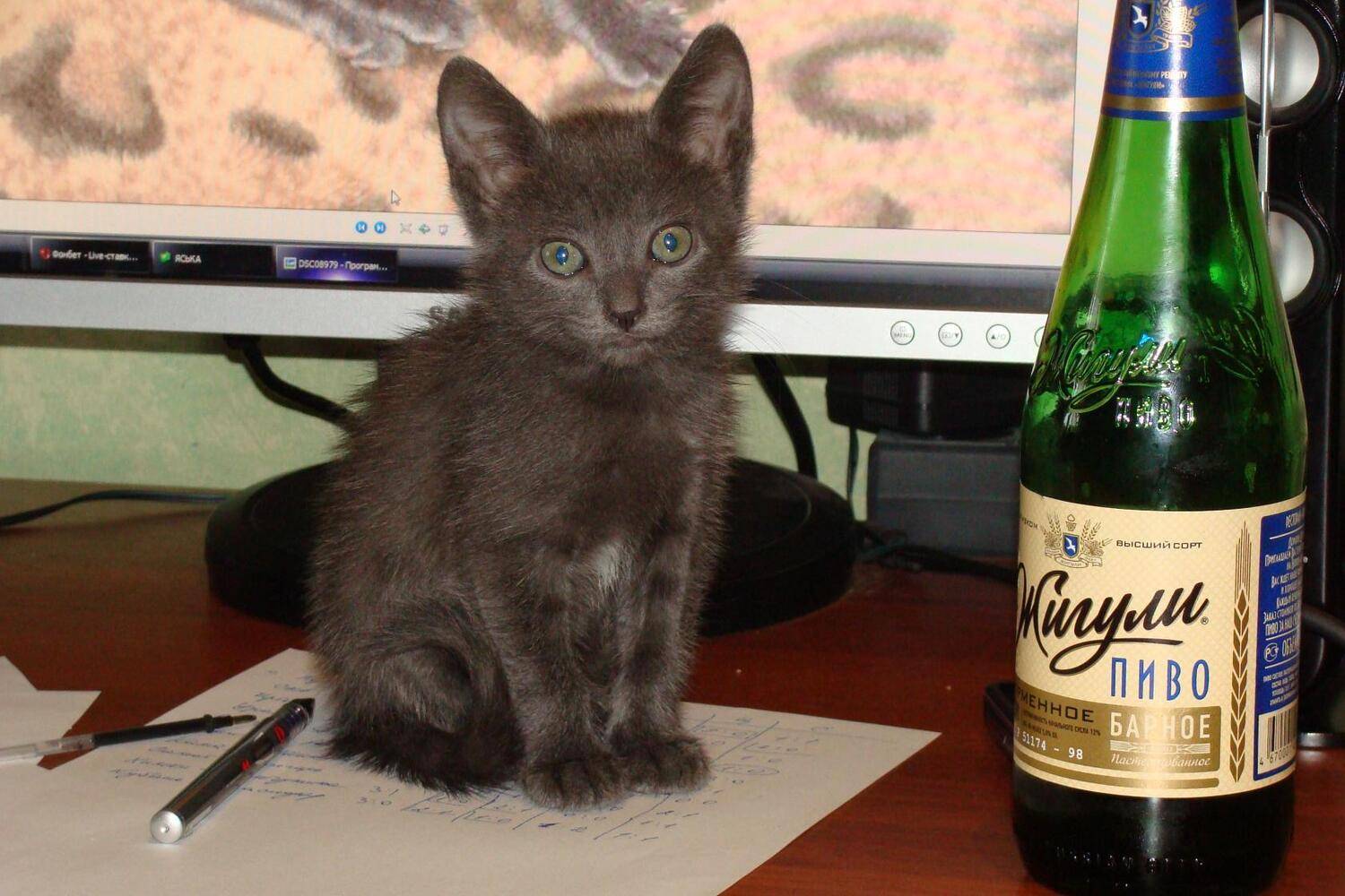 Photo #3597545