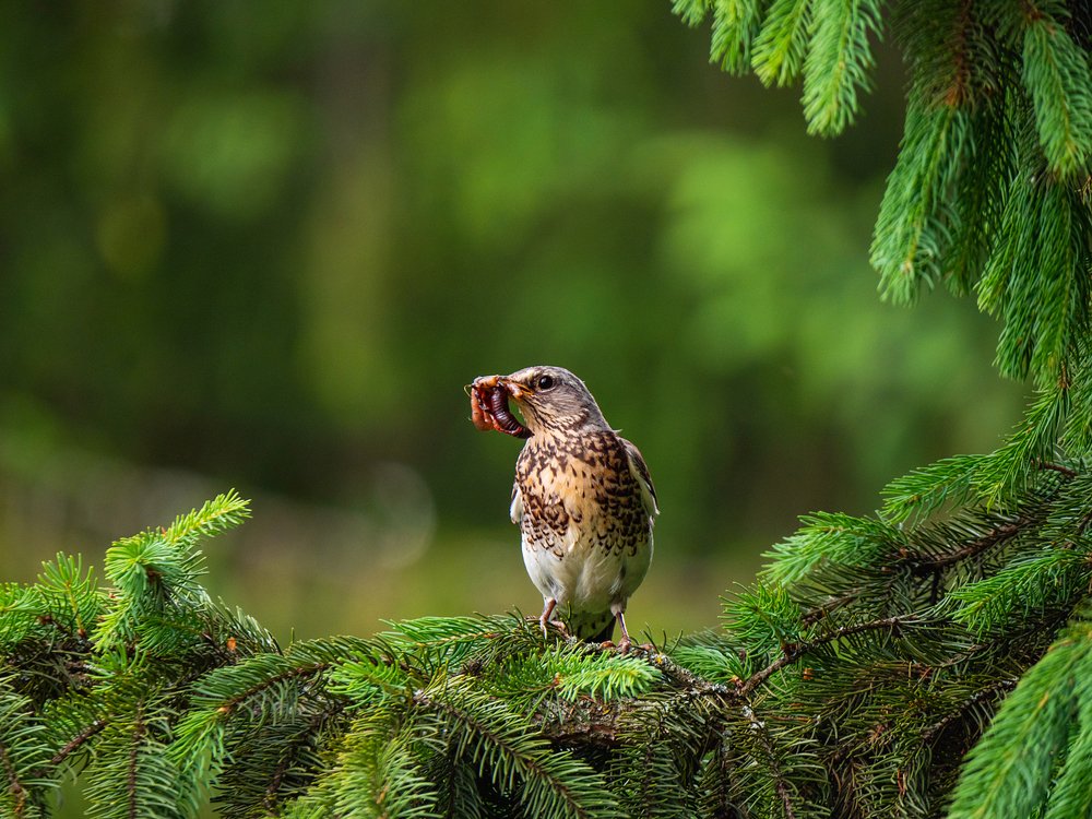 Photograph by Aleksa Torri