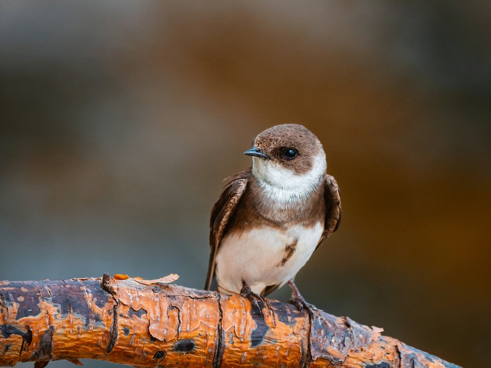 Фотография автора Aleksa Torri