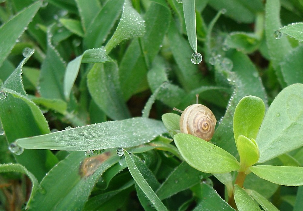 The jewelry of Nature 1