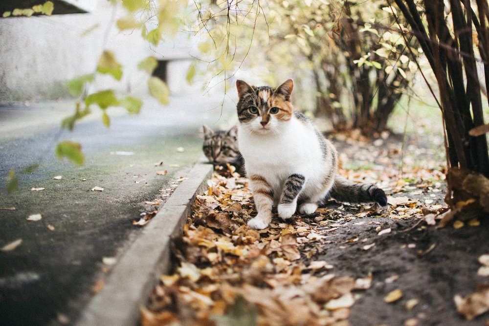 Photograph by Irena Raduga